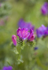 Obraz premium flora of Gran Canaria - Echium plantagineum