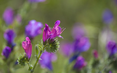 flora of Gran Canaria -  Echium plantagineum