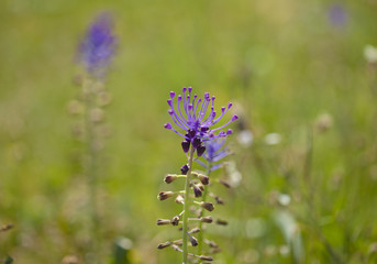 flora of Gran Canaria -  Muscari comosum