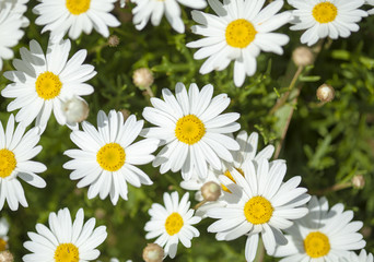 flora of Gran Canaria -  marguerite daisy