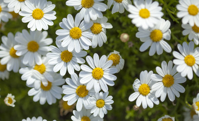 flora of Gran Canaria -  marguerite daisy