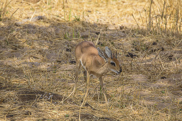 Kirk's Kik-dik Tanzania 4154