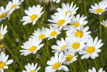 flora of Gran Canaria -  marguerite daisy