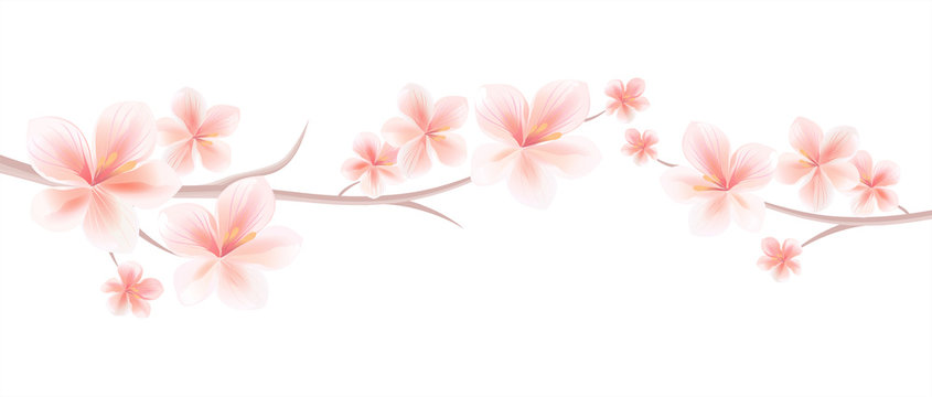 Branches of Sakura with Light Pink flowers isolated on White background. Sakura flowers. Cherry blossom. Vector