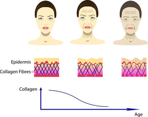 Vector illustration with aging process, scheme for cosmetological pictures