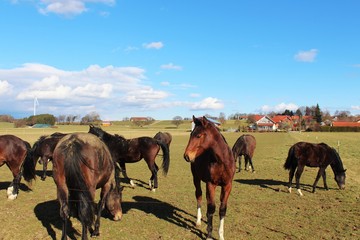 Fototapeta na wymiar Herde temperamentvoller Pferde auf ihrer Weide, blauer Himmel, Frühling
