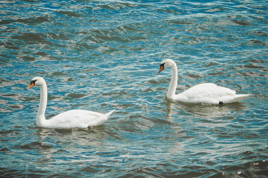 Swans swimming in the blue sea .