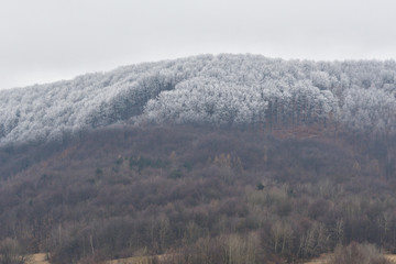 snow-capped forests in spring