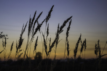 Brown dry grass in the meadow. Backround. Fall weather. Sundown and sunrises. evening in the autumn