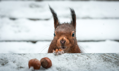 Eichhörnchen im Schnee - obrazy, fototapety, plakaty