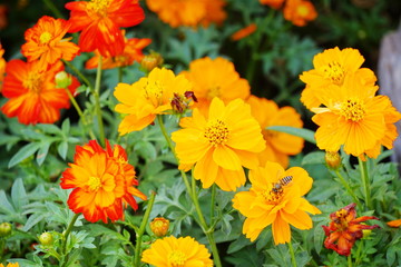 Fototapeta premium cosmos yellow star flower and bee in garden
