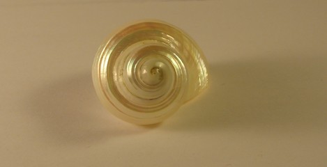 coquillage nacré
