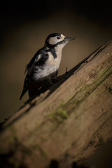 Greater spotted woodpecker