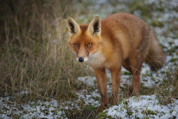 Red fox in evening light