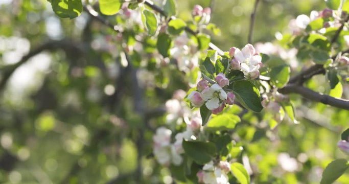 Slow motion blossoming apple tree in a garden
