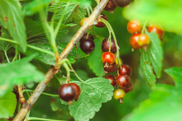 black berry on a Bush