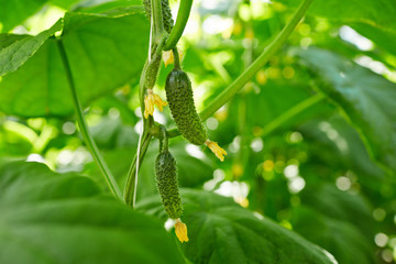 Small cucumbers growing on thin branches among green foliage in hot house