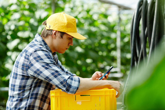 Young farmer in uniform texting in smartphone while picking up vegetables in hothouse