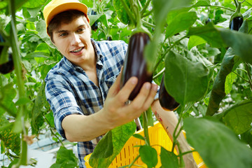 Young farmer picking up ripe eggplants from branches in hothouse
