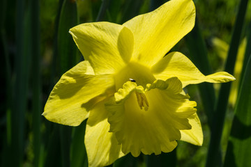Gelbe Narzissen