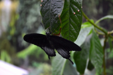 Black butterfly on a green leaves. Tropical wildlife. Beautiful insects. Beauty of nature. Macro nature.