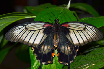 Beautiful butterfly on a green leaves. Tropical wildlife. Beautiful insects. Beauty of nature. Macro nature.