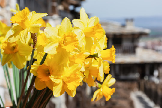 Bunch of bright springtime yellow daffodil flowers. Bouquet of daffodils.
