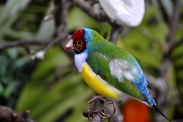 Colorful tropical parrot sitting on the branch.