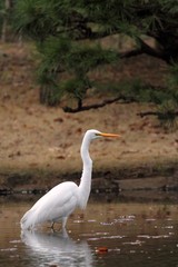 Great Egret (Ardea alba) in Japan - ダイサギ
