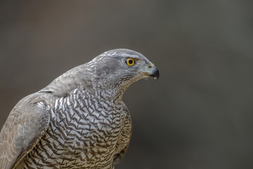 Powerful female goshawk