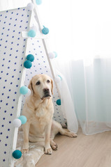 Soft focus and soft color labrador dog and wigwam © oliboa