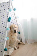 Soft focus and soft color labrador dog and wigwam © oliboa