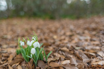 snowdrop