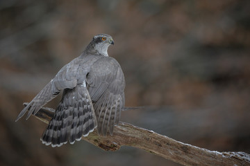Male northern goshawk with prey