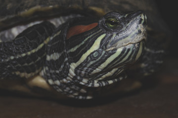 Obraz premium Headshot of a Japanese turtle.