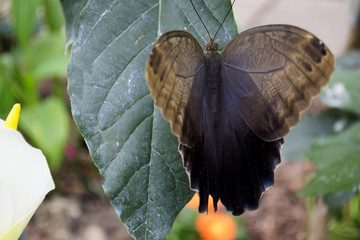 Beautiful butterfly on a green leaves. Tropical wildlife. Beautiful insects. Beauty of nature. Macro nature.