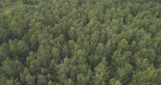 Aerial flying back over summer forest on a cloudy day