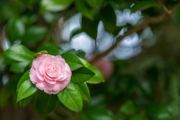 ひっそり咲く花２