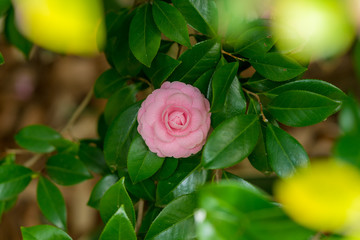 ひっそり咲く花