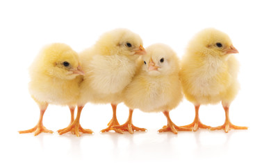 Obraz premium Cztery żółte kurczaki.