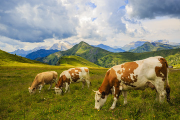 Fototapeta na wymiar Summer landscape, alpine pass and cows, Passo Giau with famous Nuvolau peaks in background, Dolomites, Italy, Europe