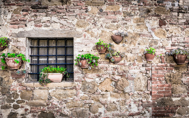 Flowers on a wall