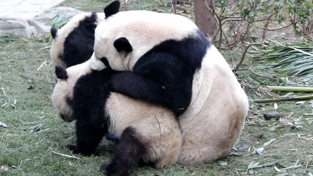 Mother Panda is Playing with 2 cubs, Chengdu, China