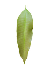 Obraz premium Mango leaves on a white background.