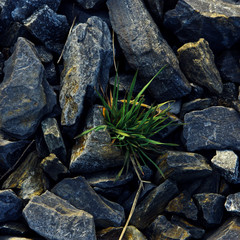 Green grass sprouted among the stones