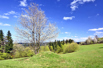 Blooming  tree on green meadow. Spring landscape, Beskid Niski, Poland