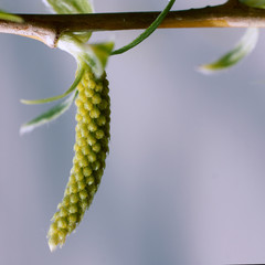 Flowering of an earring on a willow