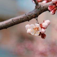 Flowering apricot, macro