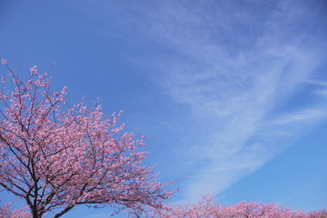 ピンクの桜と青空