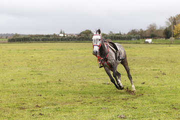 Caballo al galope sin jinete